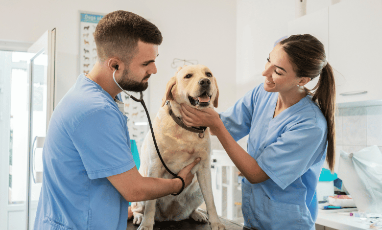 دليل الحصول على قبول جامعي لدراسة الطب البيطري في ألمانيا بسهولة