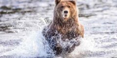قدم إلى مسابقة The Animal Planet للصور واربح جائزة بقيمة 1200 دولار أمريكي من ViewBug لعام 2021